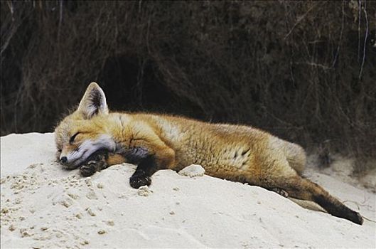 红狐,狐属,年轻,休息,巢穴,罗利市,北卡罗来纳,美国