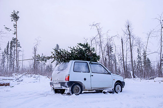 停车,圣诞树,房顶,雪中,遮盖,风景