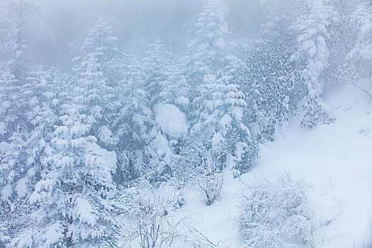 西岭雪山大雪的美丽风景