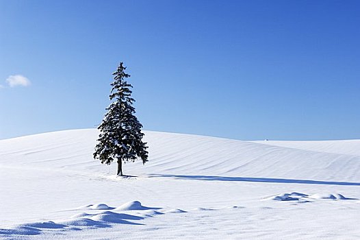 圣诞树,冬季风景