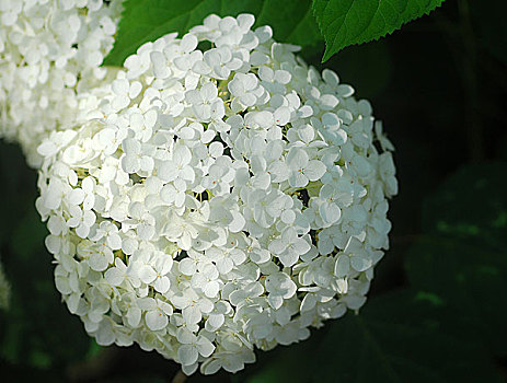白色,八仙花属,绣球花,花