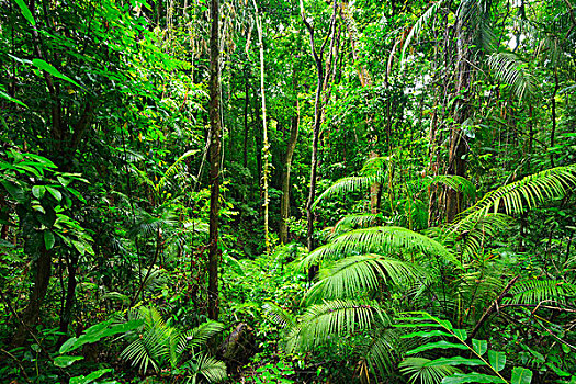 雨林,峡谷,国家公园,昆士兰,澳大利亚