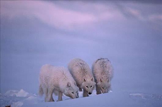 北极狼,狼,三个,追踪,气味,艾利斯摩尔岛,加拿大