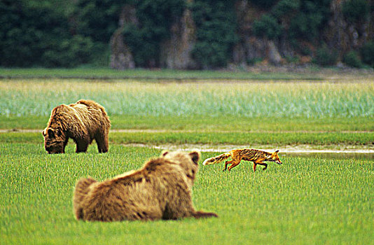 沿岸,大灰熊,棕熊,红狐,不列颠哥伦比亚省,加拿大