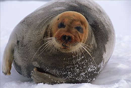 髯海豹,成年,雄性,休息,浮冰,头部,染,红色,含铁量高,满意,海洋,泥,虾,斯瓦尔巴特群岛,北极