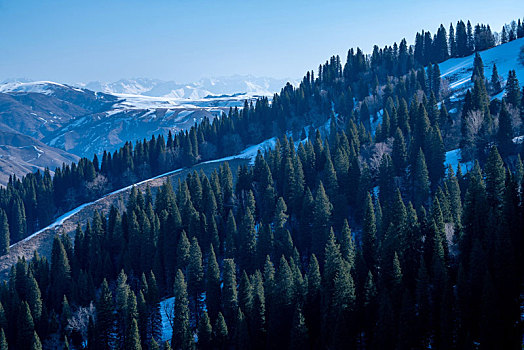 新疆冬季林区