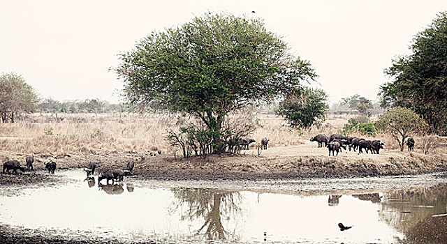 野生,非洲水牛