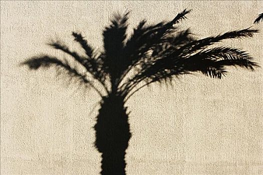影子,棕榈树,墙壁