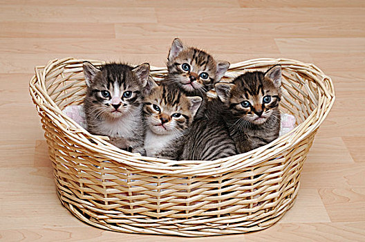 四个,白天,老,小猫,猫,篮子