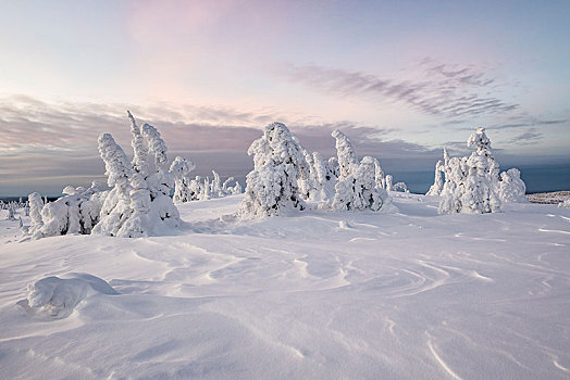 积雪,树,冬季风景,国家公园,拉普兰,芬兰,欧洲