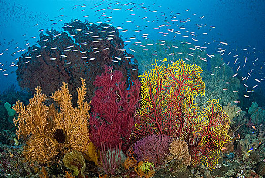 印度尼西亚,四王群岛,不同,珊瑚礁,海洋,生态系统,流行,潜水,斑点