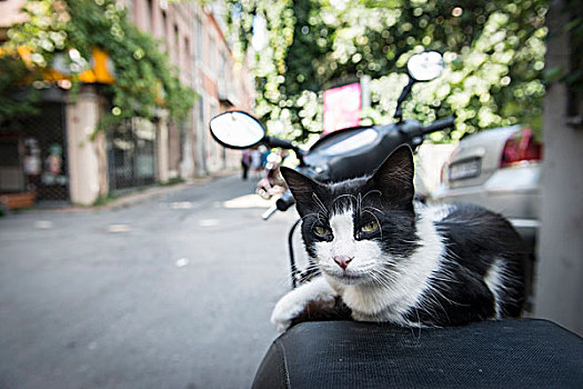 街道,猫,坐,摩托车,伊斯坦布尔,土耳其