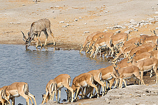 大捻角羚,黑斑羚,喝,水坑,埃托沙国家公园,纳米比亚,非洲