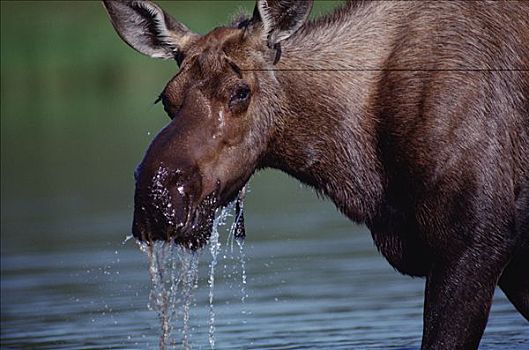 驼鹿,美洲驼鹿,雌性,进食,湖,德纳利国家公园和自然保护区,阿拉斯加