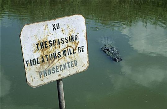 鳄鱼,游泳,靠近,警告标识,路易斯安那,美国