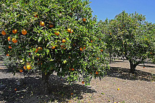 橘树,柑橘,种植园,马略卡岛,巴利阿里群岛,西班牙,欧洲