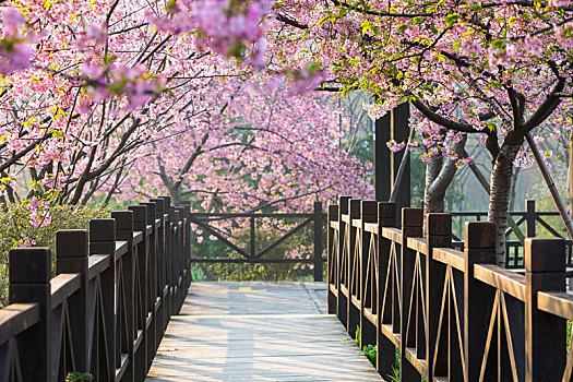 上海,公园,樱花