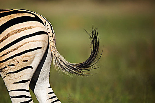 斑马,轻弹,尾部,自然保护区,南非