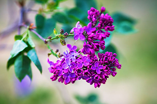 盛开,紫色,丁香