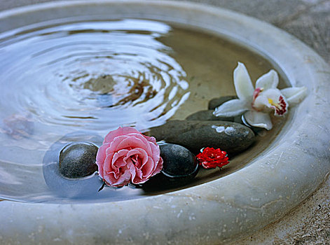粉花,漂浮,水中,喷泉