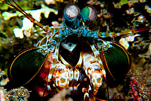 螳螂,虾,巴布亚新几内亚