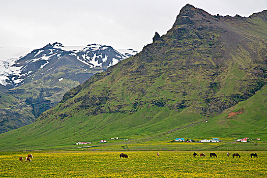 冰岛马,冰岛,农场