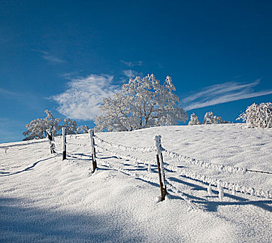 白色,树,冬天,风景