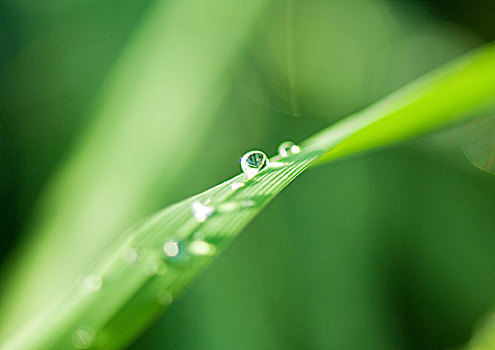 水滴,草葉