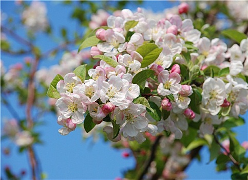 特写,簇,海棠,花