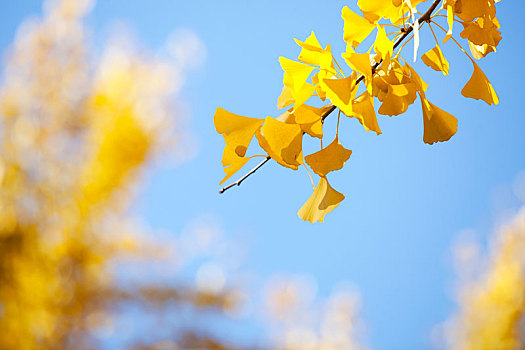 黄色的叶子