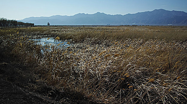 野鸭湖