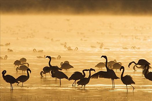 小红鹳,群,日出,纳库鲁湖,纳库鲁湖国家公园,肯尼亚