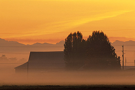 农场,遮盖,雾,日出,山谷,不列颠哥伦比亚省,加拿大