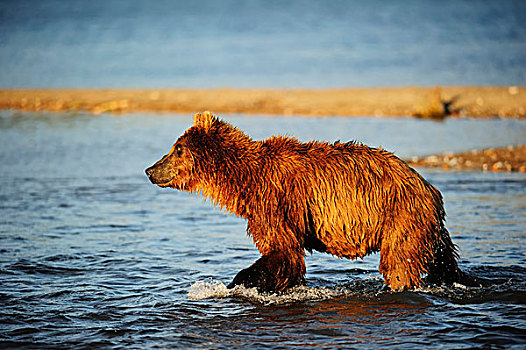 棕熊,猎捕,三文鱼,水,湖,堪察加半岛,半岛,俄罗斯,欧洲