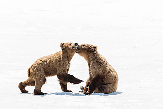 棕熊,幼兽,熊,玩,堪察加半岛,俄罗斯,欧洲
