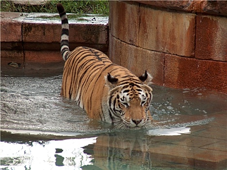 虎,水