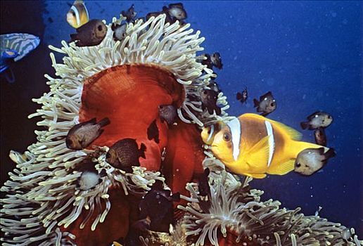 红海,葵鱼,海葵,共生现象,水下拍摄,印度洋