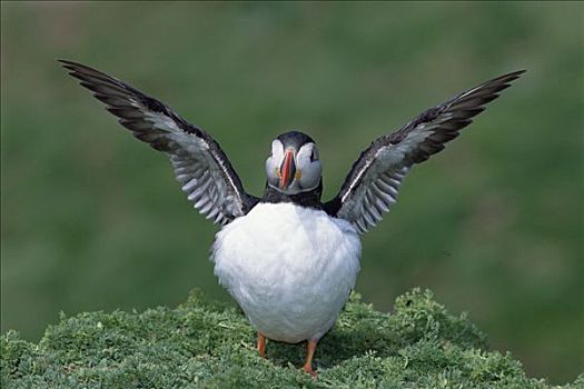 大西洋角嘴海雀,北极,练习,翼,生物群,场所,斯科莫岛,威尔士