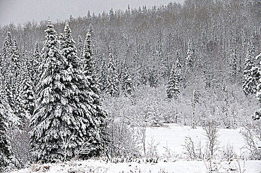 冬景,雪,云杉,北方针叶林,靠近,桑德贝,安大略省,加拿大