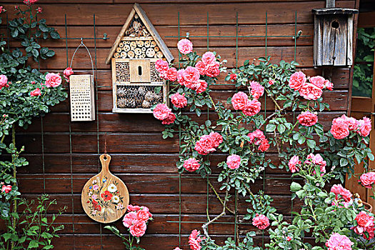 花园棚屋,玫瑰,昆虫,酒店