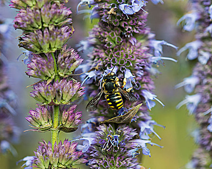蜜蜂,燃料,向上,花蜜,花,花园,阿斯托里亚,俄勒冈,美国