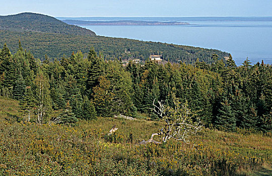 树林,海岸线,芬地湾国家公园,芬地湾,新布兰斯维克,加拿大