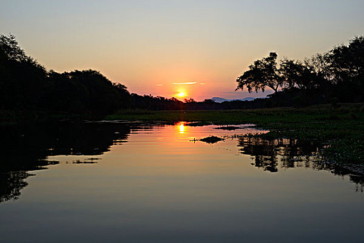 日落,枝条,赞比西河,赞比西河下游国家公园,赞比亚,非洲