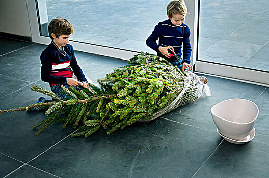 男孩,准备,圣诞树,在家