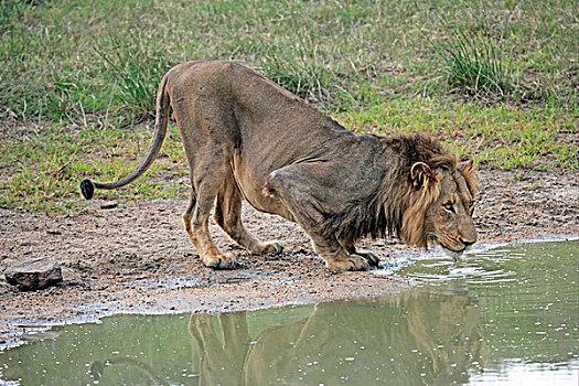 狮子,成年,雄性,喝,水坑,萨比萨比酒店,克鲁格国家公园,南非,非洲