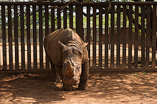 白犀牛,俘获,南非