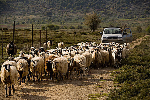 养羊,成群,移动,高原,克里特岛,希腊,欧洲