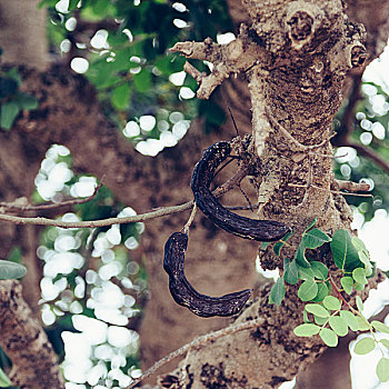 树,福门特拉岛