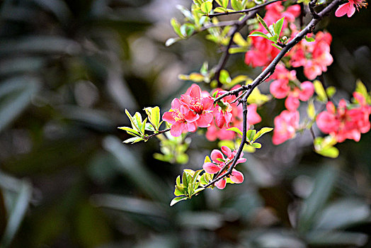 海棠花开