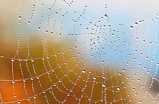 蜘蛛网,遮盖,露珠,发光,早晨,太阳,不列颠哥伦比亚省,加拿大
